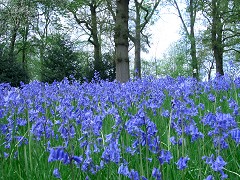 Bluebell woods